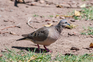 Eared Dove (Zenaida auriculata) in park, Buenos Aires, Argentina