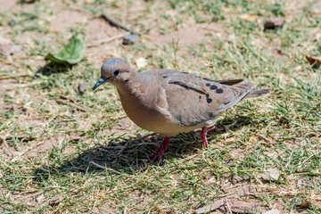 Eared Dove (Zenaida auriculata) in park, Buenos Aires, Argentina