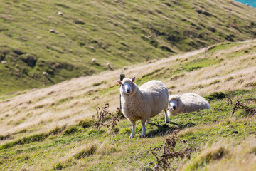 Fototapeta premium Sheep