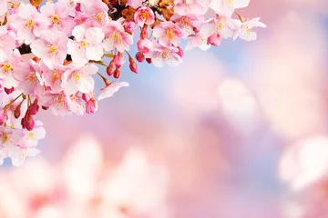 Fotobehang 桜の花  青空 © tamayura39