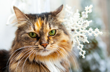 Adorable cat at the window on a winter background, close-up.