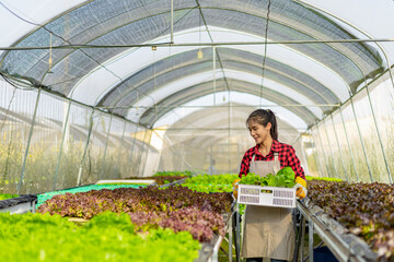 farmer ware agricultural gloves keep vegetable at hydroponic farm and observing growth vegetable meticulously before delivered to the customer.