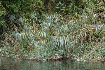 Trees and plants around the river
