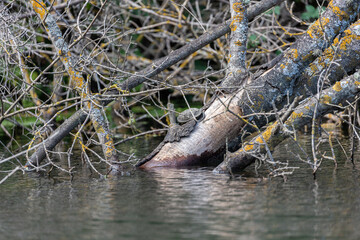 Turtle on old dry tree in the river