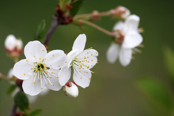 Cherry blossom in spring on blurred green background. White flowers on a branch in a garden, soft colors