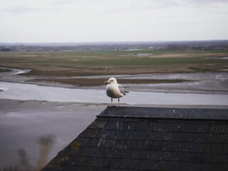 Adult european herring gull larus argentatus seagull sitting on house building roof in Mont Saint...