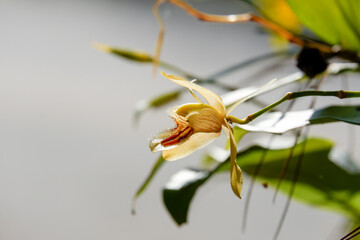Coelogyne fimbriata orchid flower blooming in habitat nature