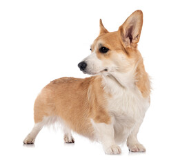 young Pembroke Welsh Corgi