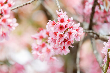 Pink cheery blossom flower blooming in tree background