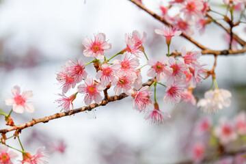 Pink cheery blossom flower blooming in tree background