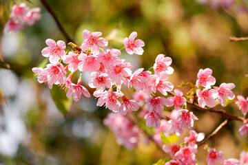 Pink cheery blossom flower blooming in tree background