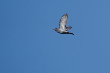 pigeon in flight