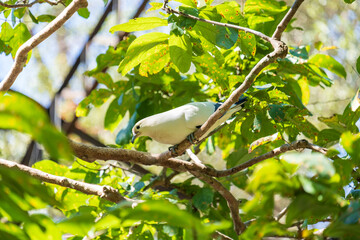 Pied Imperial Pigeon (Ducula bicolor) on a wildlife