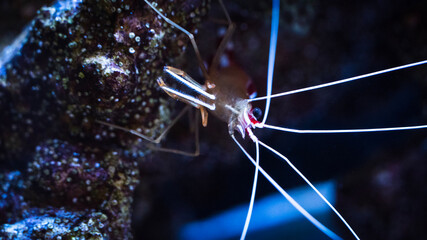 close up of an eye of a microscope