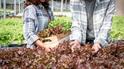 Farmer harvesting vegetable organic salad, lettuce from hydroponic farm for customers