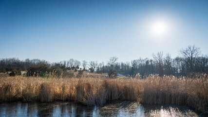 chilly morning in the marsh