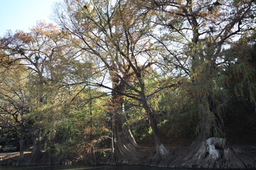 hermosos arboles enormes a la orilla del rio de ayutla en el estado de san luis potosi
