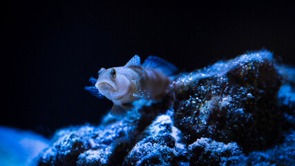 goby fish on a rock