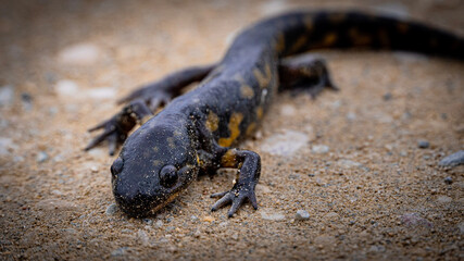 salamander on sand