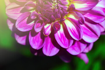 Bright purple dahlia flower close-up on a sunny day.
