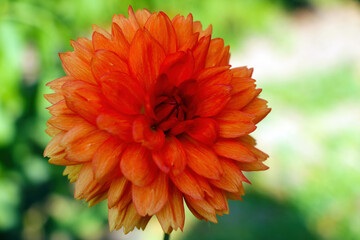 Orange dahlia flower in the park or garden in spring.