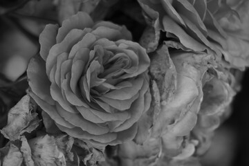 Close-up of buds of fragrant roses. Black and white photo.