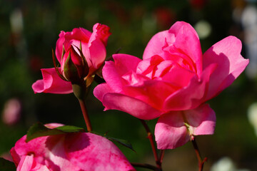 Red roses bloom in the garden in spring or summer. Used in cosmetology and medicine.