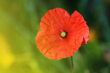 Fototapeta premium Red poppy flower during sunset on the field.