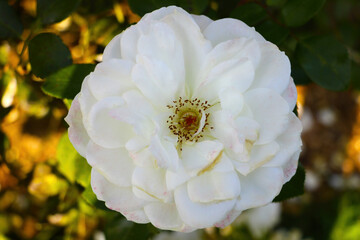 Large white rose flower close-up in the park.