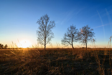 three birches in a Sunny sunset in a field