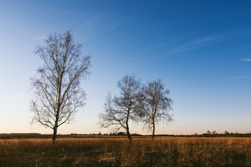 Fototapeta na wymiar autumn landscape with three birches with fallen leaves