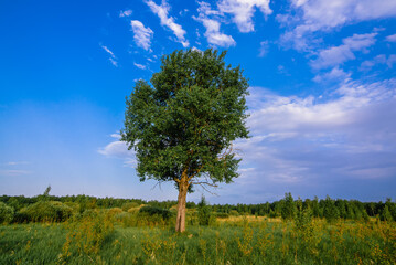 lone tree in a meadow with green grass in summer