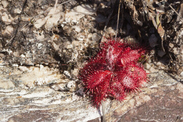 A flowering plant of the Sundew Drosera tomentosa found in natural habitat in the Serra do Cipo...