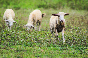 Fototapeta premium Baby sheep and lamb running