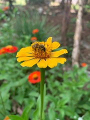 Bee