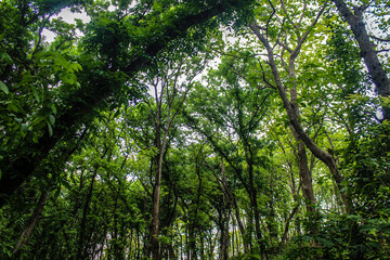 tree in the rain forest Indonesia