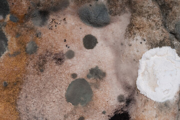 spoiled moldy old bread with fungus spores growing
