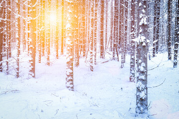 Sunbeams streaking through spruce trunks in a winter spruce forest after a snowfall at sunrise.