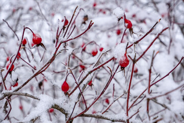 dry twig with a red berry littered with white snow