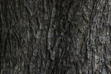 bark of tree