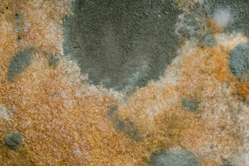 spoiled moldy bread with spores of the fungus closeup. Macro penicillin