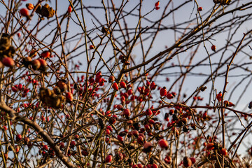 Sweetbrier. Dog rose. Briar.