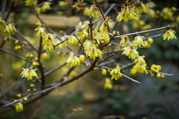 ロウバイの花／Chimonanthus praecox