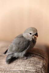 Obraz premium コザクラインコ 雛 子供 小桜インコ 鳥 赤ちゃん