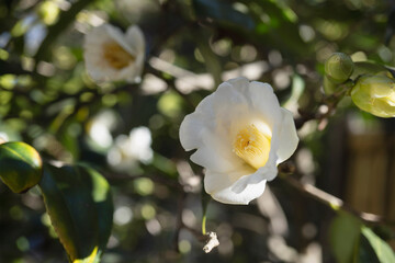 Obraz na płótnie Canvas 日陰に咲く白い椿（シロワビスケ）／Camellia wabisuke
