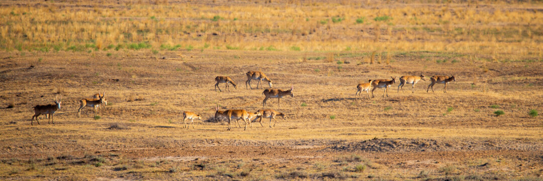 In savannah, steppe, prairie a herd of saigas is grazed. This is part of the largest herd of saigas in the world.