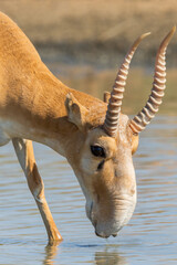 Portrait of male Saiga antelope or Saiga tatarica