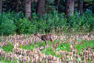 A deer in a freshly cut corn field with forest in the background