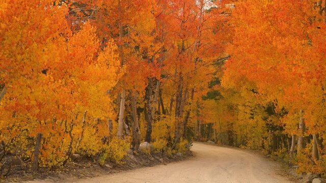 Cinematic shot of colorful fall foliage at North Lake in Eastern Sierra in California