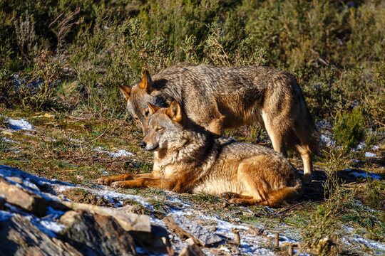 Pair of Iberian wolves. Canis lupus signatus. Iberian Wolf Center, Zamora, Spain.